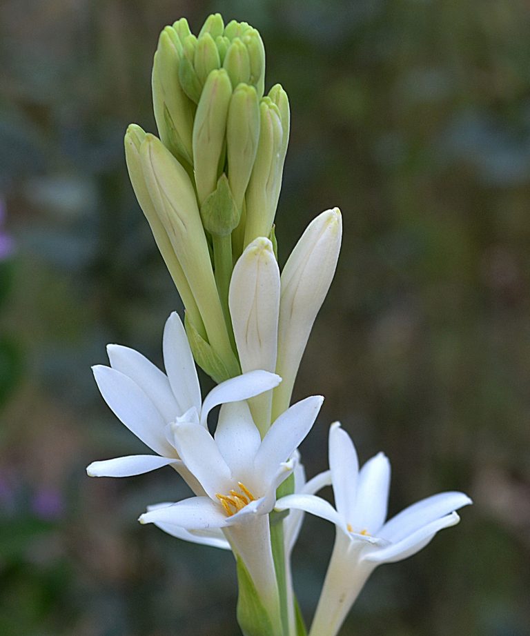 Tuberose in perfume