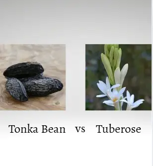 Tonka bean vs Tuberose