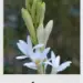 Tuberose guide