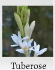 Tuberose guide