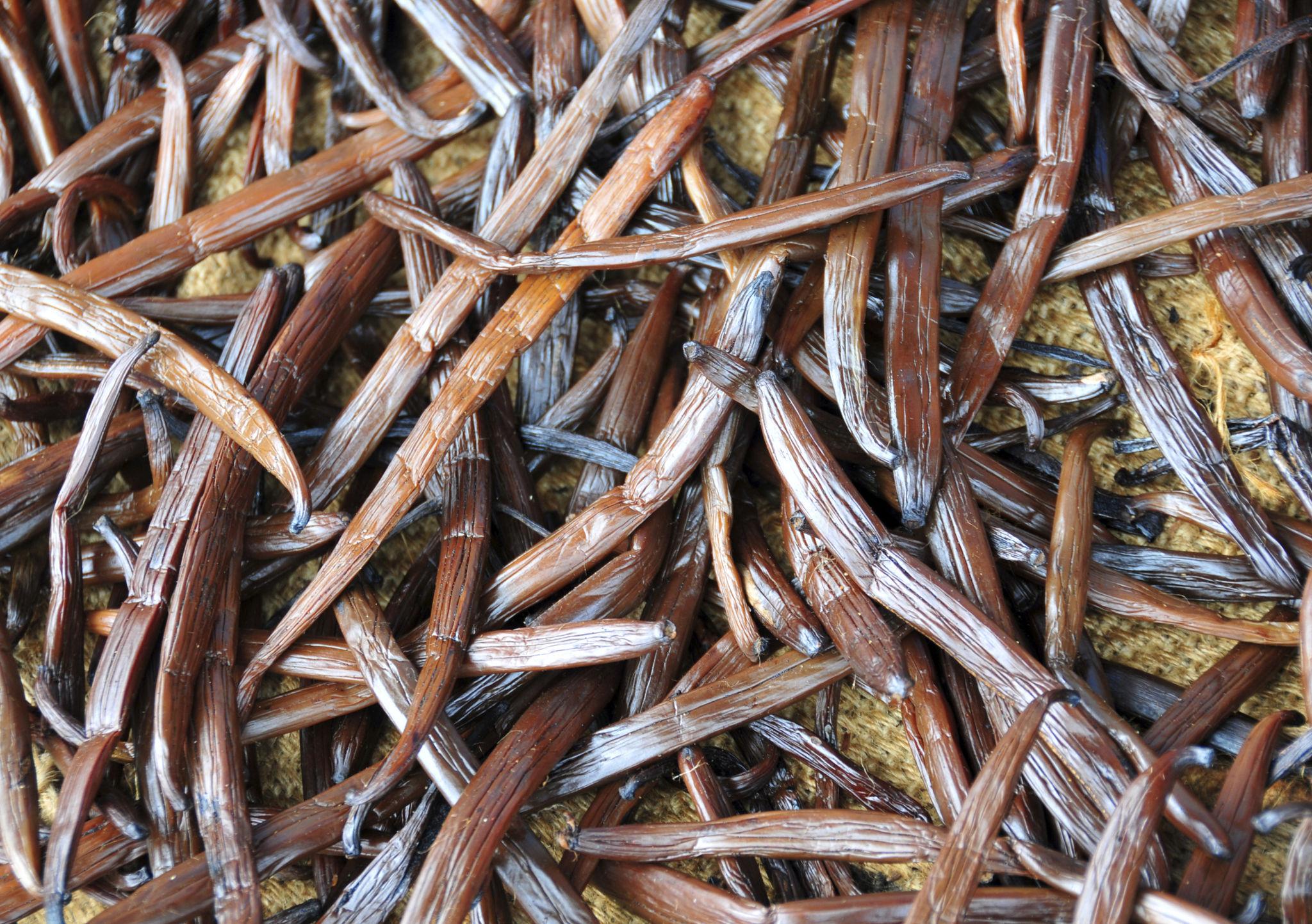 What Is Vanilla in Perfume?